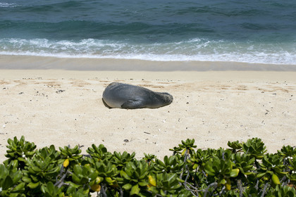 13_23452 Hawaiian Monk Seal