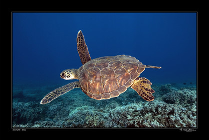 07_01909-tortue fond noir-.jpg