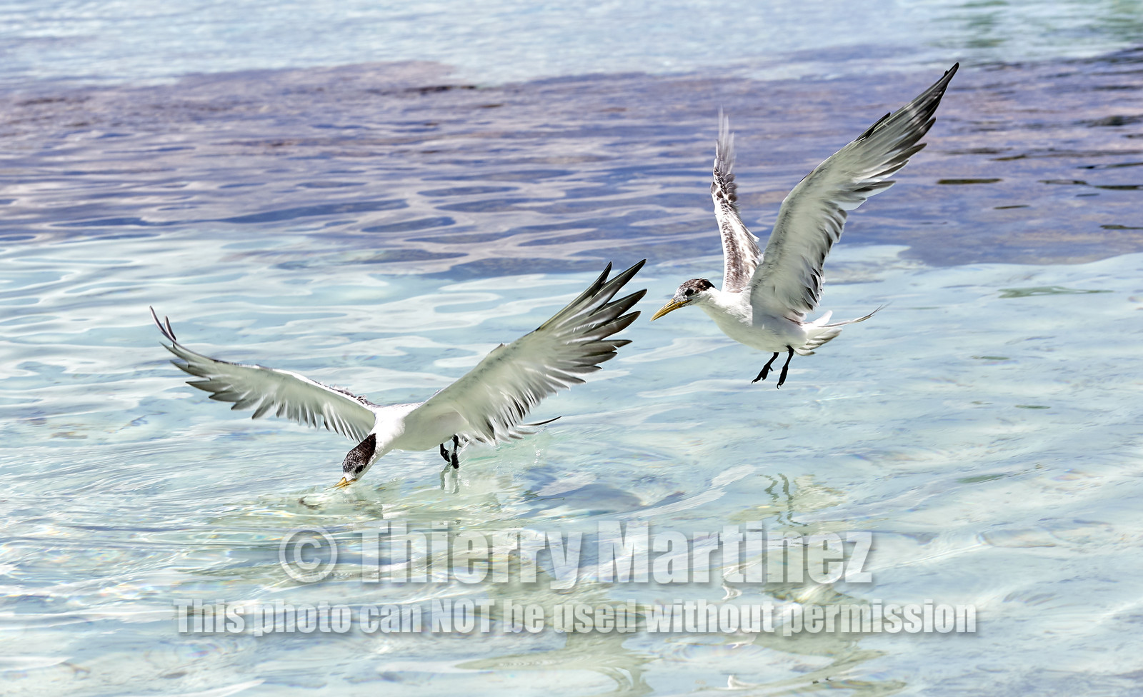 THM-18_040874_FAKARAVA