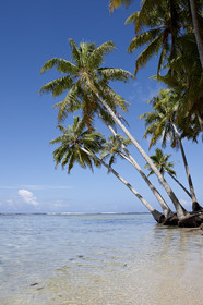 15_024916  ©ThMartinez Sea&Co.  RAIATEA - ILES SOUS LE VENT. POLYNESIE FRANCAISE .  2 Février 2015. ..