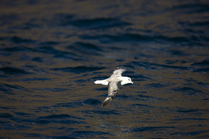 Schooner LA LOUISE sailing on west coast of Greenland.