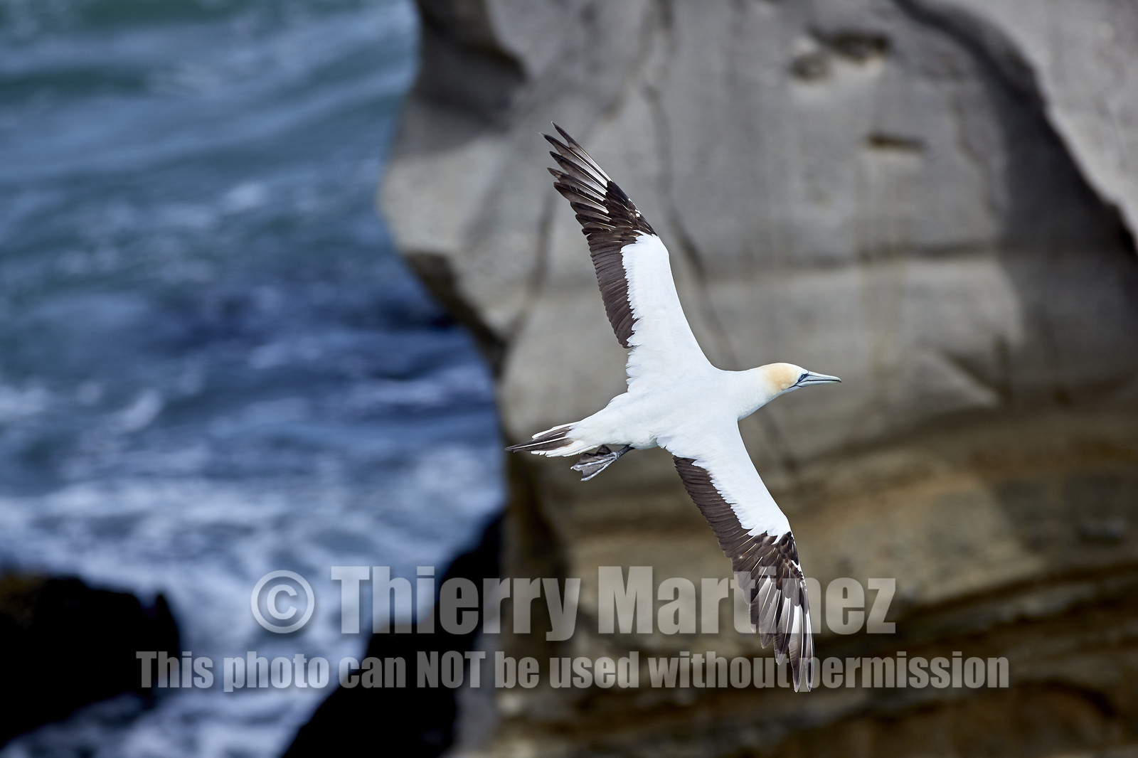 18_029447  ©ThMartinez Sea&Co.  MURIWAI BEACH - NORTH ISLAND. NEW ZEALAND . 11 March  2018. .Gannet ..
