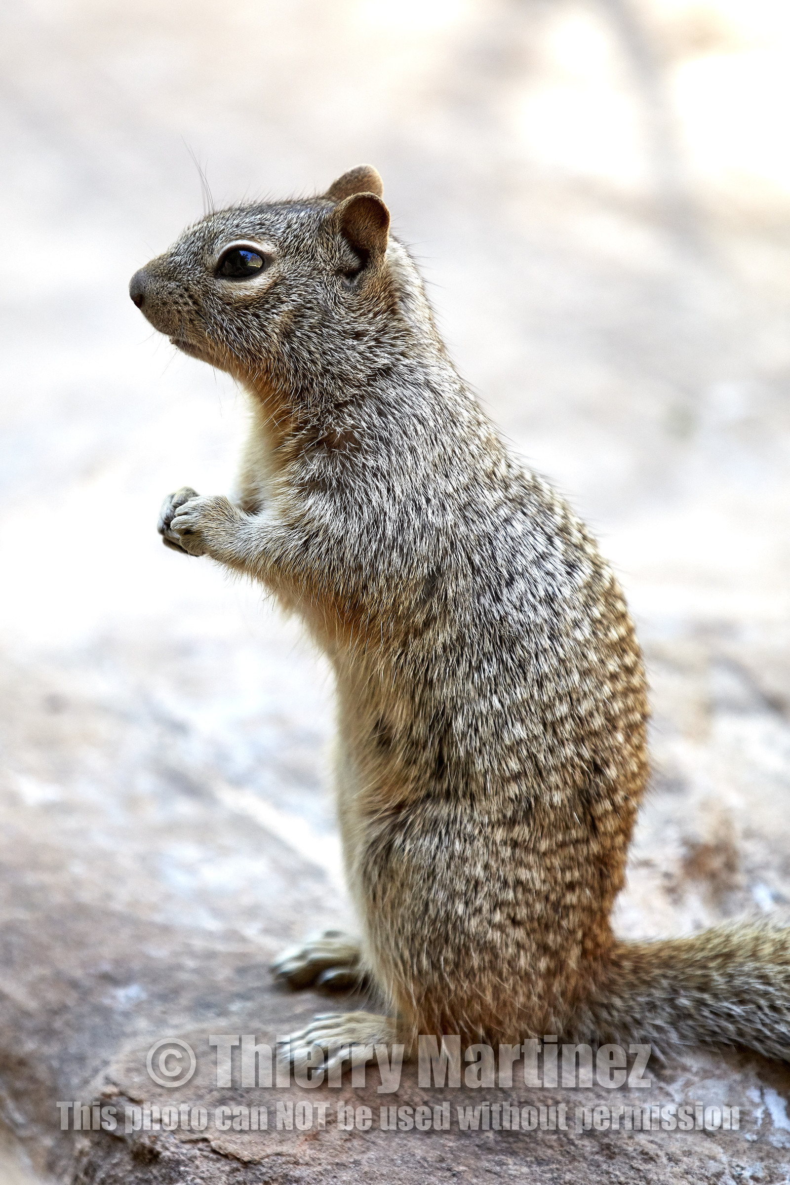 THM-18_052381-ZION Canyon