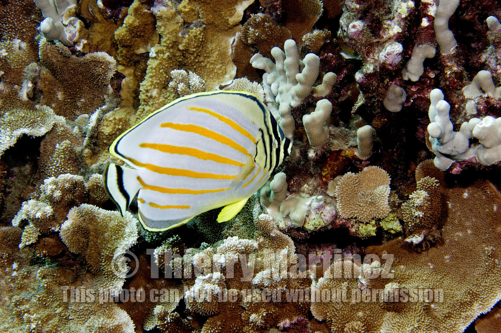 Diving in Maui HAWAII - USA . Jan 2007.