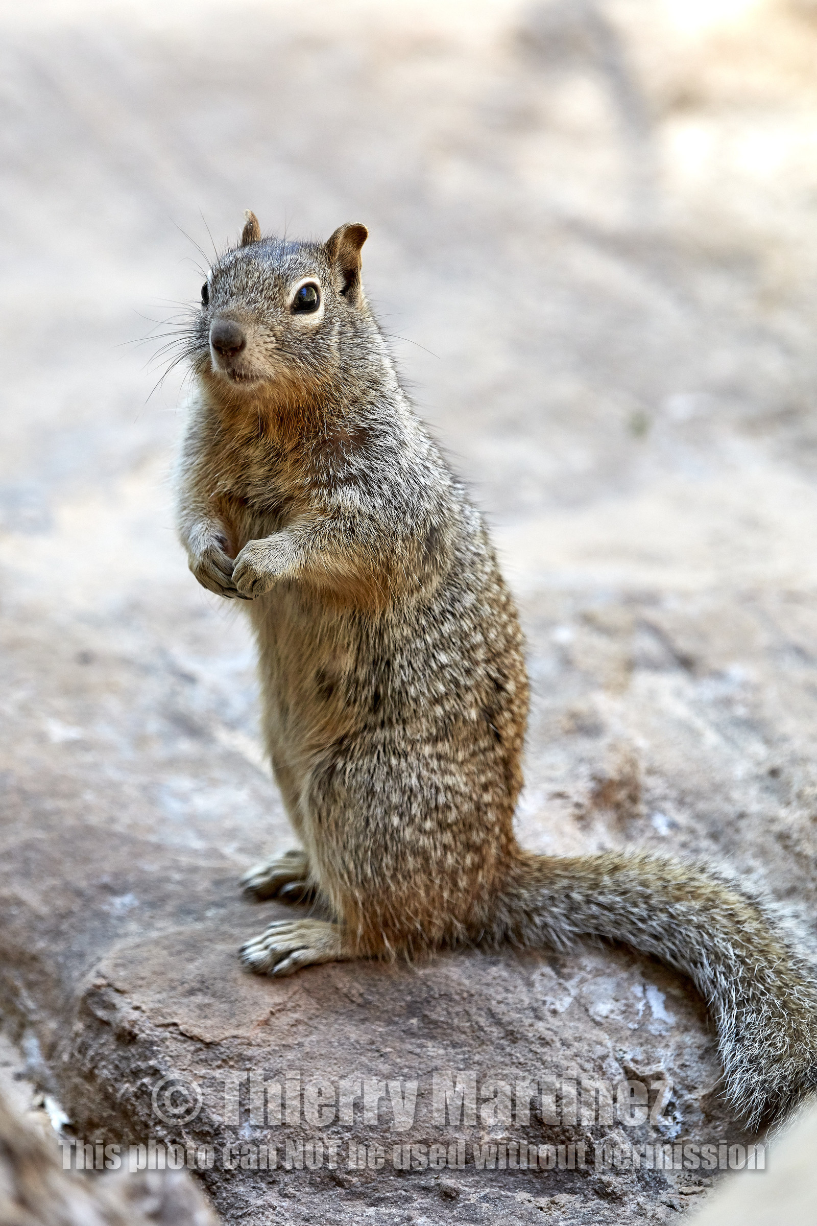 THM-18_052377-ZION Canyon