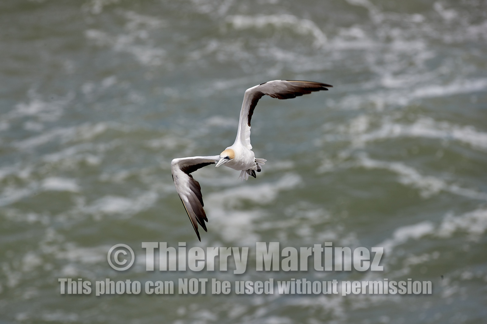 18_029134  ©ThMartinez Sea&Co.  MURIWAI BEACH - NORTH ISLAND. NEW ZEALAND . 11 March  2018. .Gannet ..