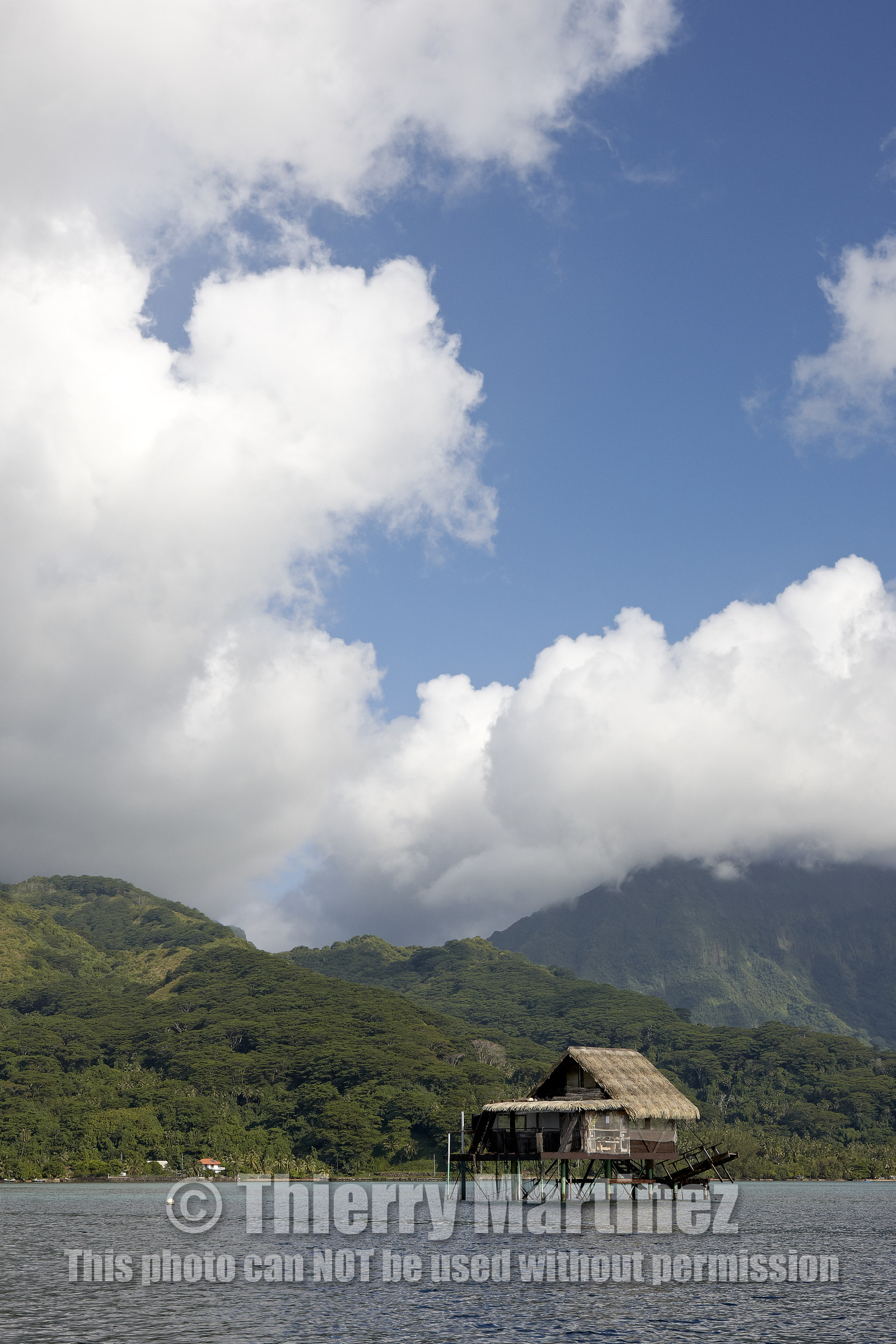 15_025118  ©ThMartinez Sea&Co.  RAIATEA - ILES SOUS LE VENT. POLYNESIE FRANCAISE .  2 Février 2015. ..FERME PERLIERE