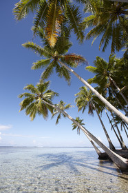 15_024863  ©ThMartinez Sea&Co.  RAIATEA - ILES SOUS LE VENT. POLYNESIE FRANCAISE .  2 Février 2015. ..MOTU dans le lagon de Raiatea.
