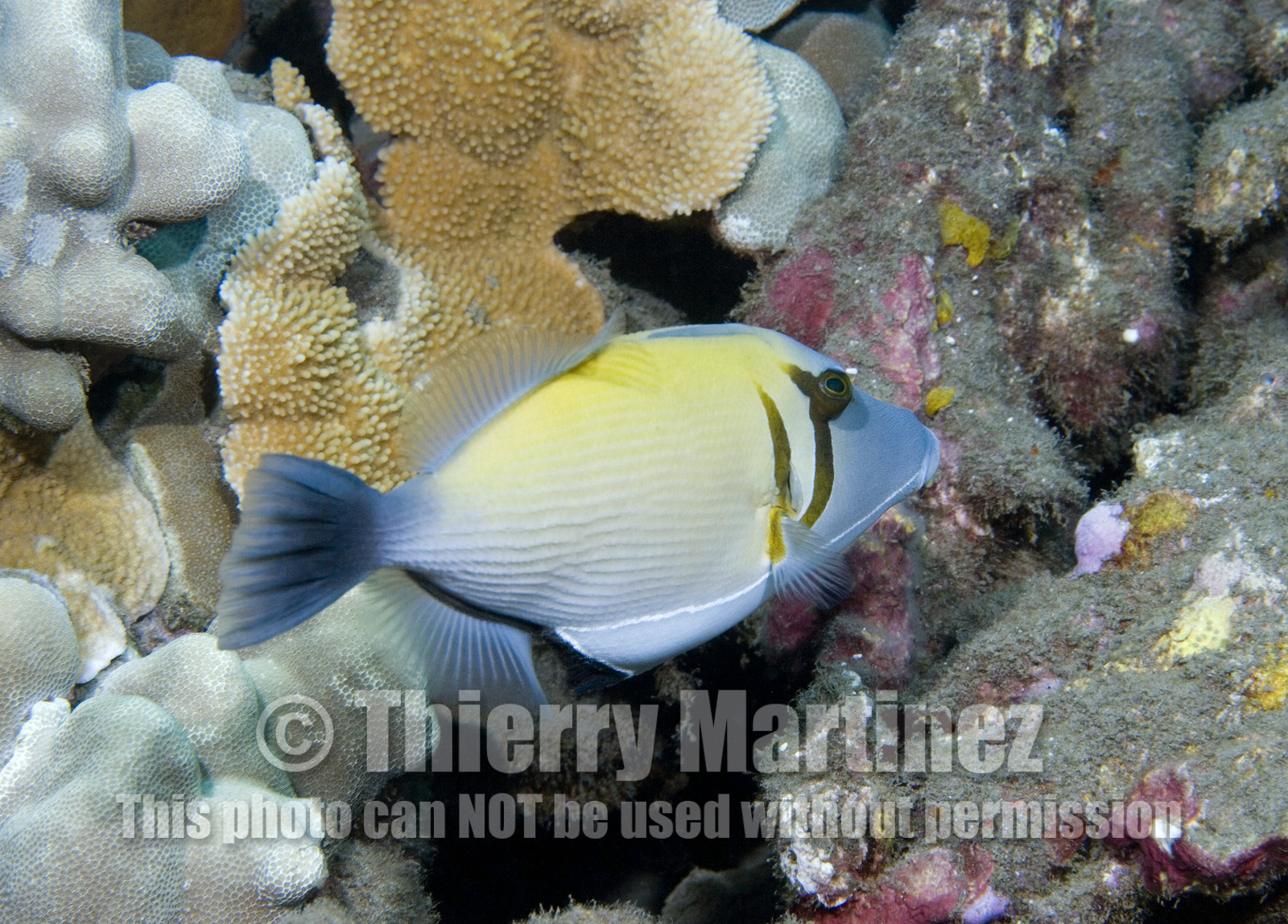 Diving in Maui HAWAII - USA . Jan 2007.