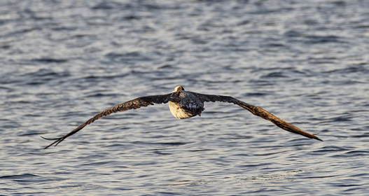 THM-18_043462_ZAPALLAR