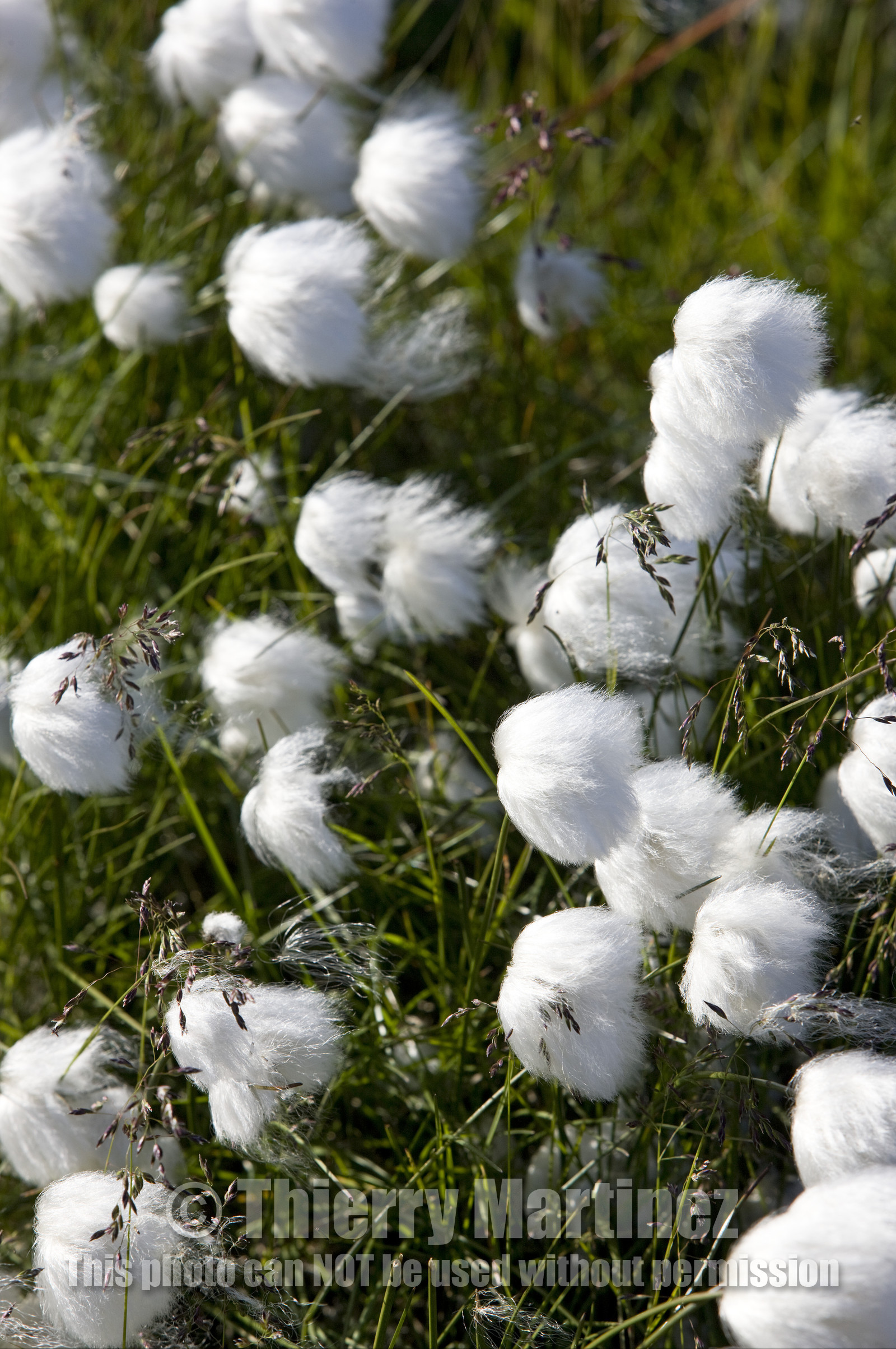 Schooner LA LOUISE sailing on west coast of Greenland.