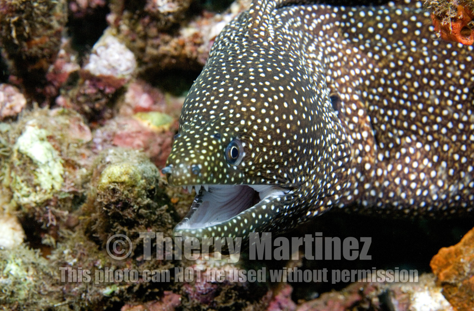 Diving in Maui HAWAII - USA . Jan 2007.