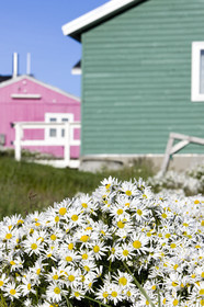 Schooner LA LOUISE sailing on west coast of Greenland.