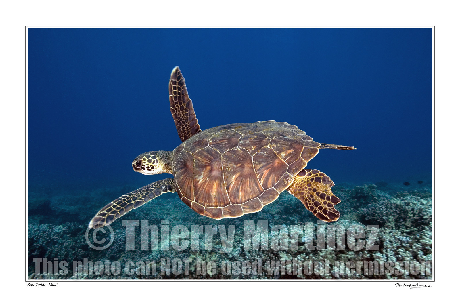 Photo disponible en tirage photo Fine Art,tirage original limités à 30 exemplaires.Chaque tirage est numéroté avec certificat d’authenticité signé.Pour choisir le format et support merci d'utiliser le caddie à coté de la photo.Formats disponibles : Tirage sur papier ( tirage seul) :  30x45 cm   40x60 cm  60x90 cm. Vous pouvez choisir le tirage avec un fond blanc ou noir , à votre convenance. Tirage sur papier contrecollé sur Dibond ( pas de bord blanc ou noir autour de l'image), avec système d'attache au dos:  30x45 cm   40x60 cm  50x75 cm  80x120cm.Tirage sur toile ( Canvas) monté sur chassis bois (pas de bord blanc ou noir autour de l'image), avec système d'attache au dos :  50x75 cm  80x120cm.Expédition ( Dans le monde entier): Colissimo (assurance) avec signature à réception. 48h pour la France métropolitaine.Il est possible de récupérer les tirages à La Galerie du Golfe (sans frais d'expèdition).Conditionnement tirages seuls: tube cylindrique renforcé + boite.