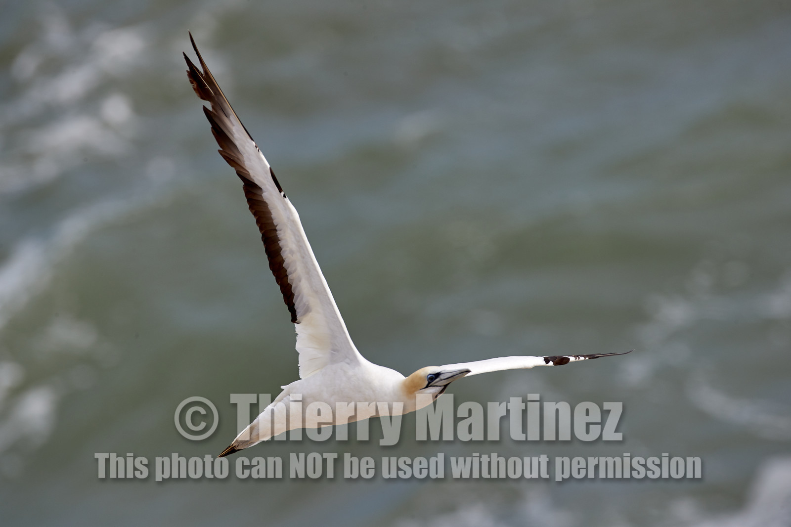 18_029393  ©ThMartinez Sea&Co.  MURIWAI BEACH - NORTH ISLAND. NEW ZEALAND . 11 March  2018. .Gannet ..