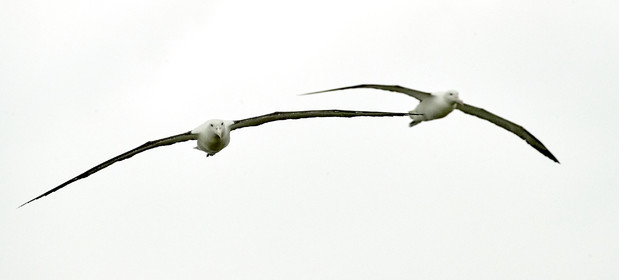 18_025714-Royal Alabtros