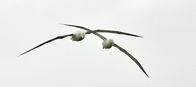 18_025706-Royal Alabtros