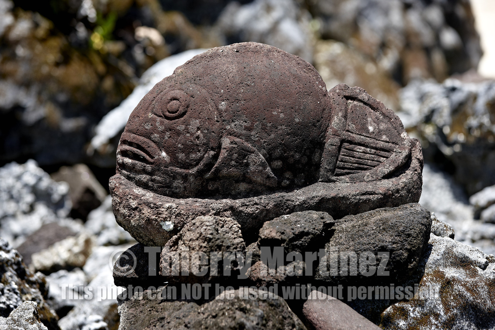 15_023951  ©ThMartinez Sea&Co.  RAIATEA - ILES SOUS LE VENT. POLYNESIE FRANCAISE .  2 Février 2015. ..