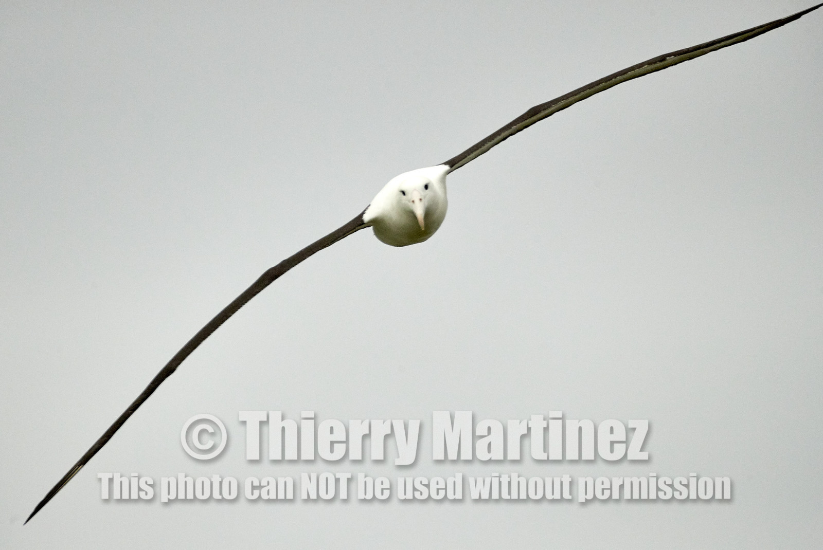 18_026176-Royal Alabtros