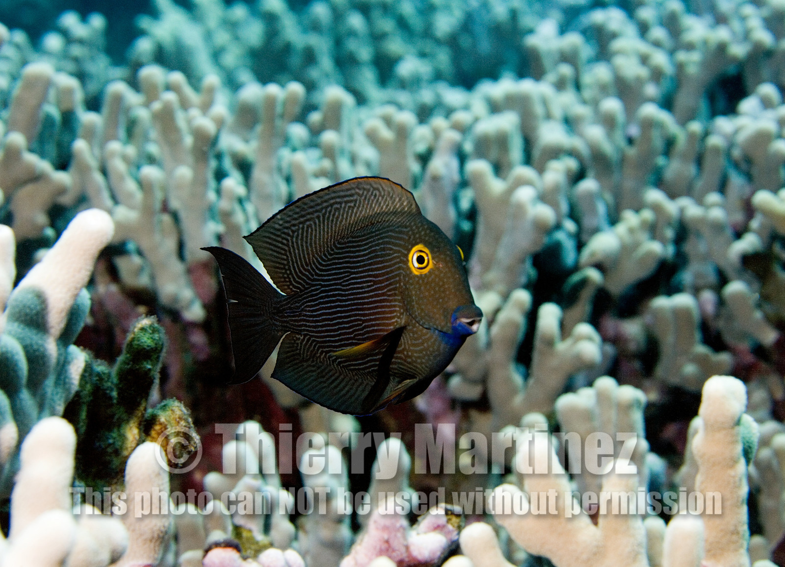 Diving in Maui HAWAII - USA . Jan 2007.