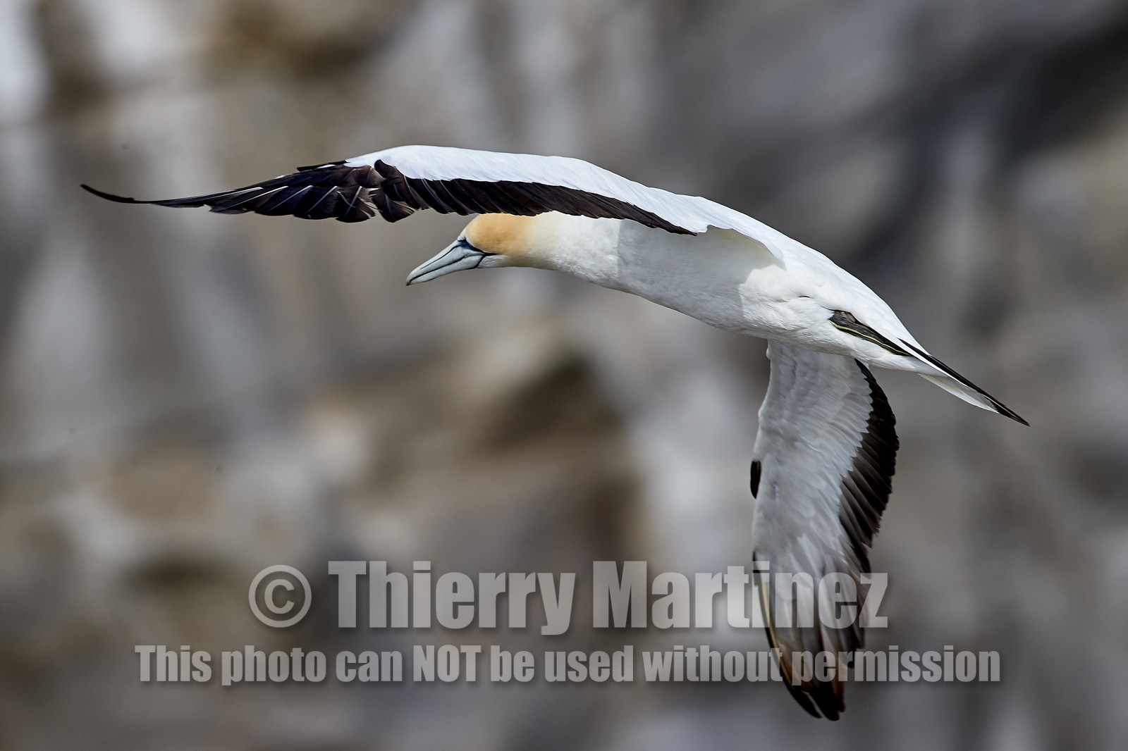 18_029152  ©ThMartinez Sea&Co.  MURIWAI BEACH - NORTH ISLAND. NEW ZEALAND . 11 March  2018. .Gannet ..