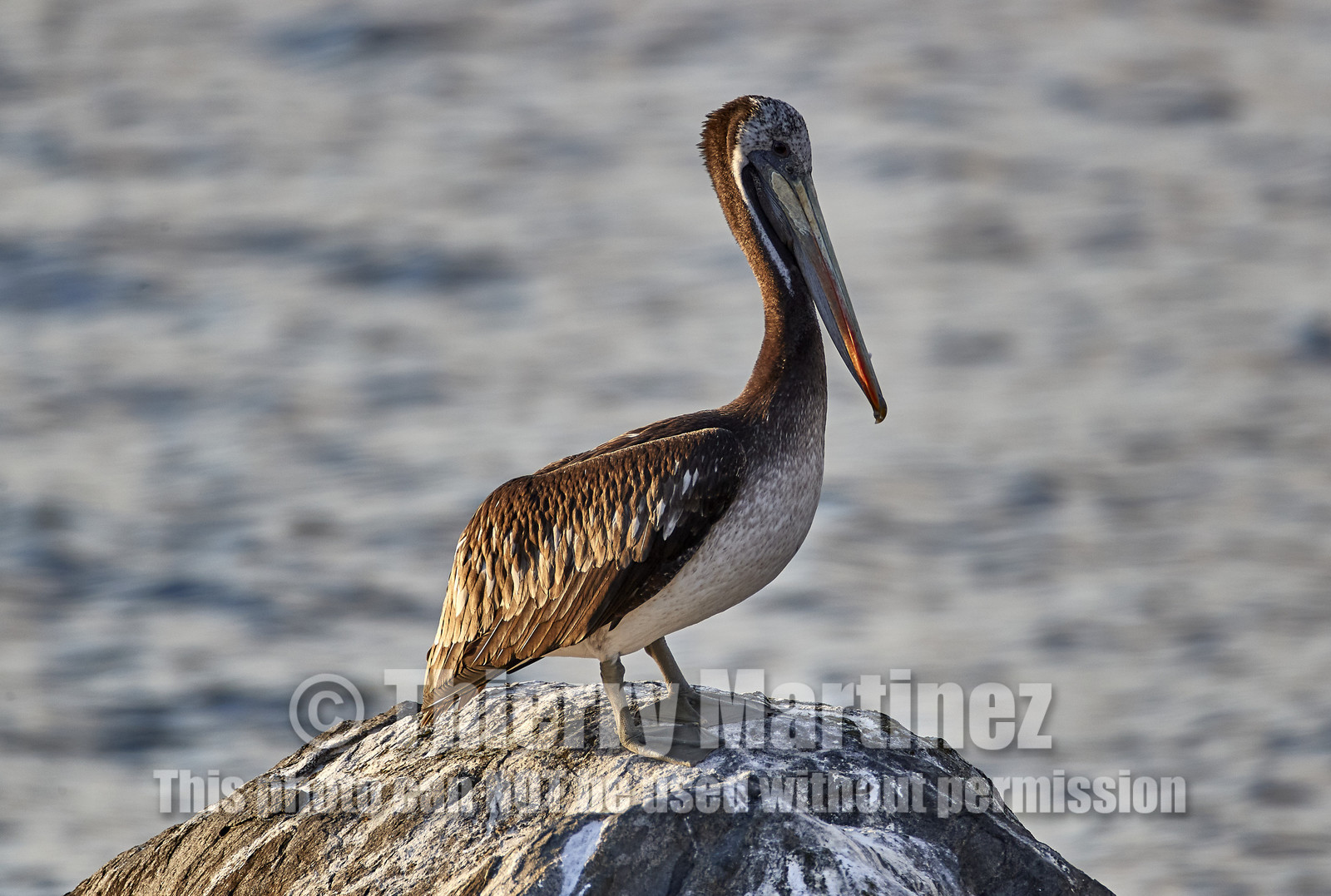 THM-18_043175_ZAPALLAR