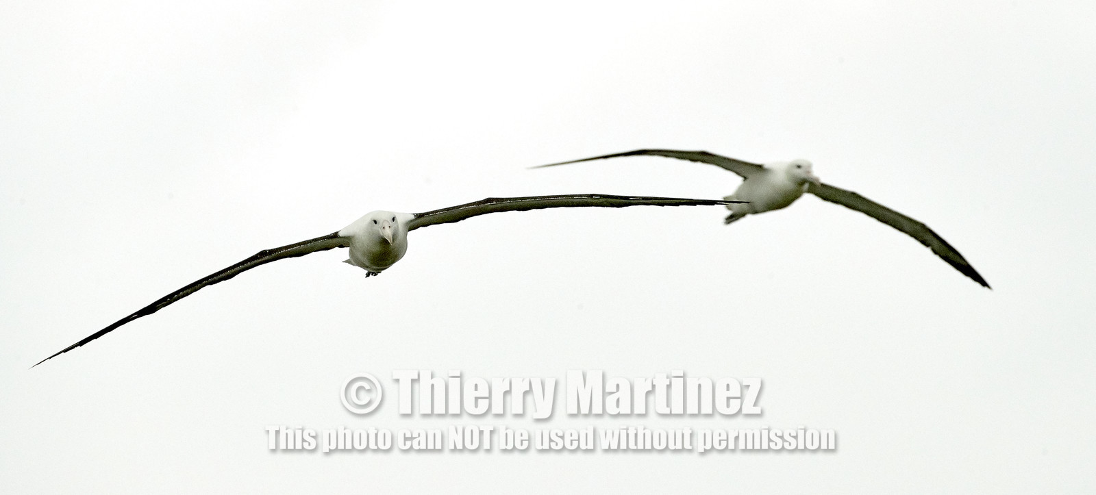 18_025714-Royal Alabtros