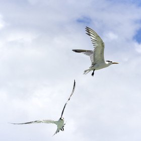 THM-18_041085_FAKARAVA