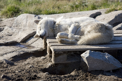Schooner LA LOUISE sailing on west coast of Greenland.