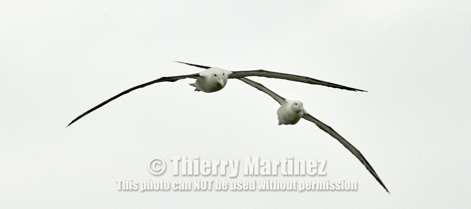 18_025705-Royal Alabtros