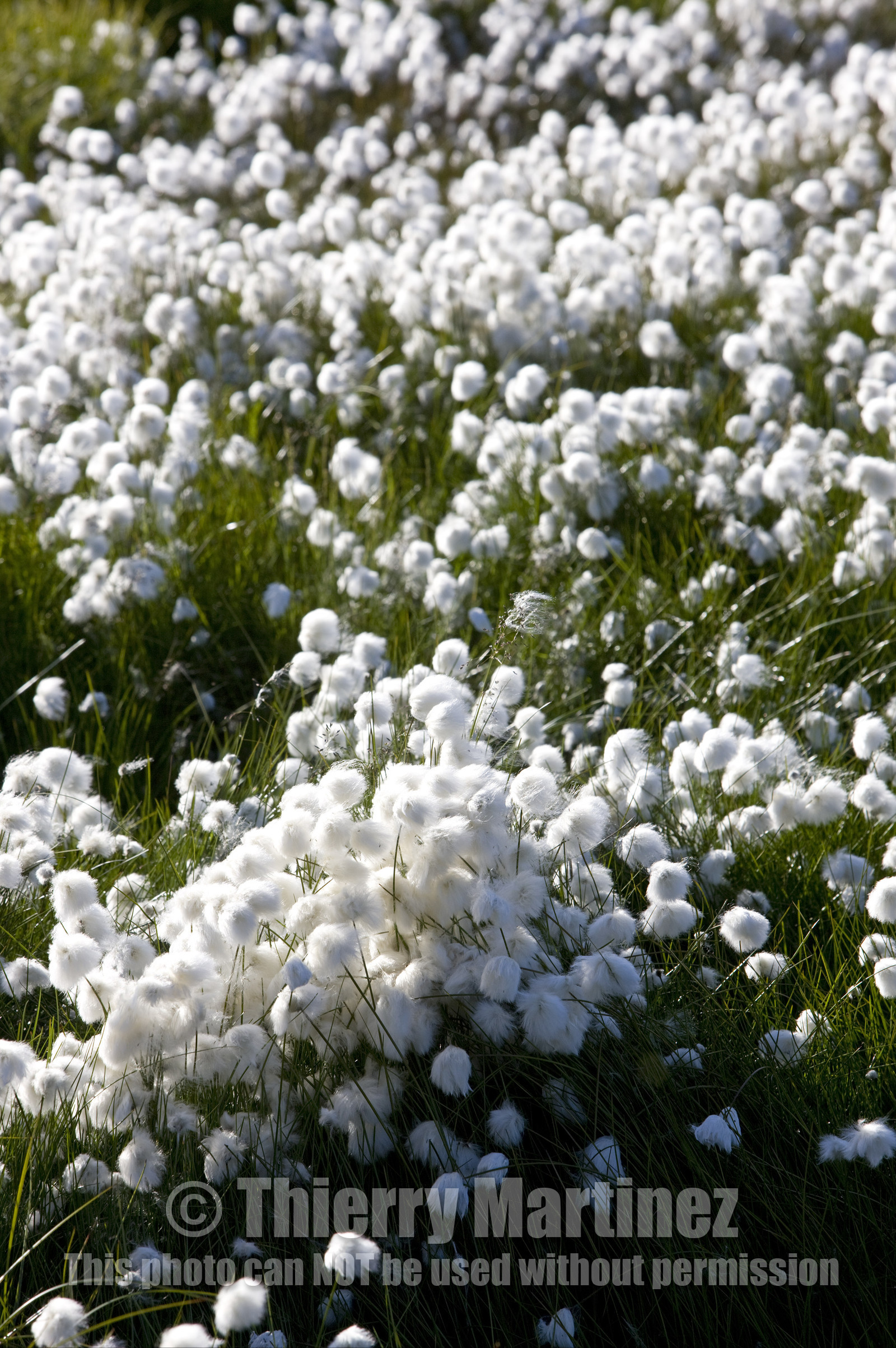 Schooner LA LOUISE sailing on west coast of Greenland.