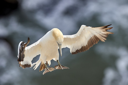 18_030401  ©ThMartinez Sea&Co.  MURIWAI BEACH - NORTH ISLAND. NEW ZEALAND . 11 March  2018. .Gannet ..