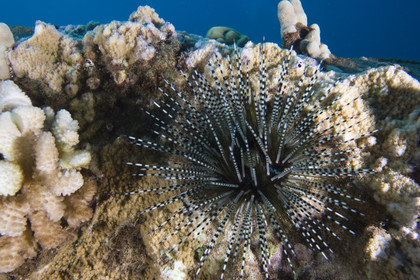Diving in Maui - Hawaii.