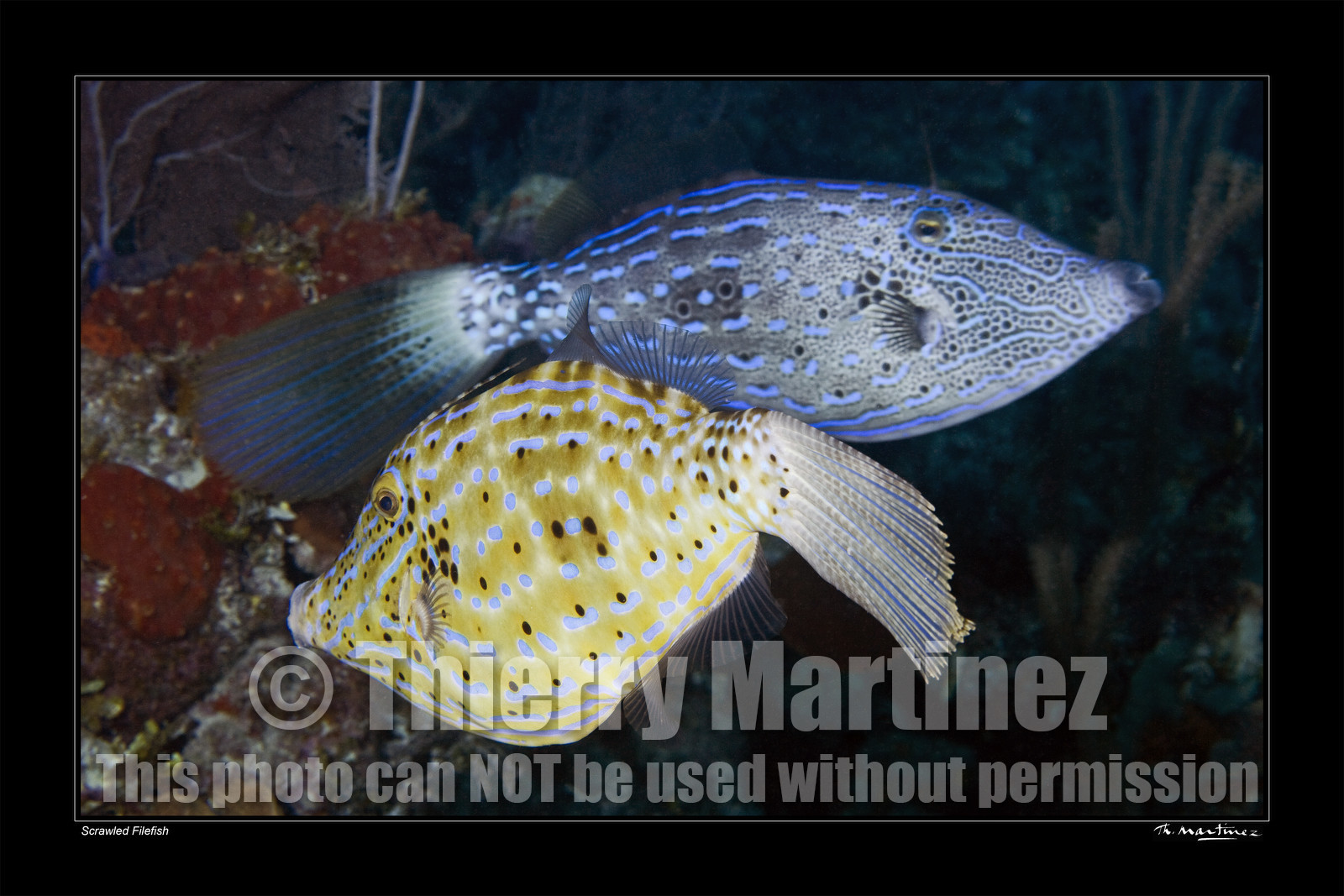 Photo disponible en tirage photo Fine Art,tirage original limités à 30 exemplaires.Chaque tirage est numéroté avec certificat d’authenticité signé.Pour choisir le format et support merci d'utiliser le caddie à coté de la photo.Formats disponibles : Tirage sur papier ( tirage seul) :  30x45 cm   40x60 cm  60x90 cm. Vous pouvez choisir le tirage avec un fond blanc ou noir , à votre convenance. Tirage sur papier contrecollé sur Dibond ( pas de bord blanc ou noir autour de l'image), avec système d'attache au dos:  30x45 cm   40x60 cm  50x75 cm  80x120cm.Tirage sur toile ( Canvas) monté sur chassis bois (pas de bord blanc ou noir autour de l'image), avec système d'attache au dos :  50x75 cm  80x120cm.Expédition ( Dans le monde entier): Colissimo (assurance) avec signature à réception. 48h pour la France métropolitaine.Il est possible de récupérer les tirages à La Galerie du Golfe (sans frais d'expèdition).Conditionnement tirages seuls: tube cylindrique renforcé + boite.