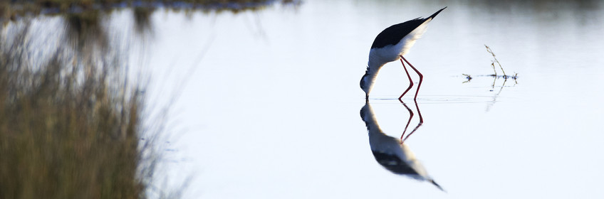 12_08822 LOCMARIAQUER