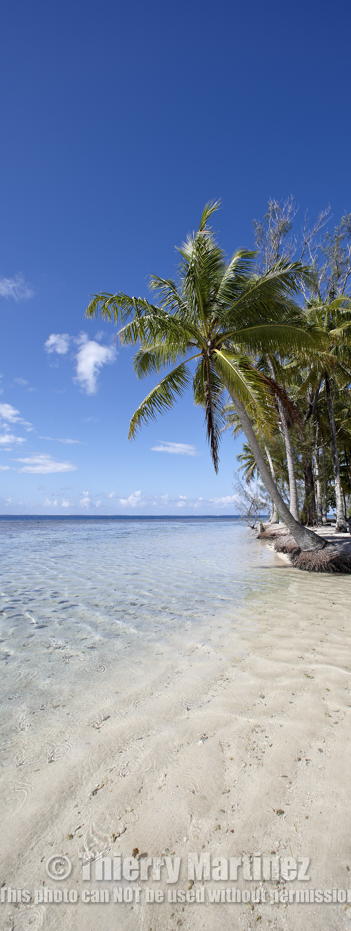 15_024886  ©ThMartinez Sea&Co.  RAIATEA - ILES SOUS LE VENT. POLYNESIE FRANCAISE .  2 Février 2015. ..