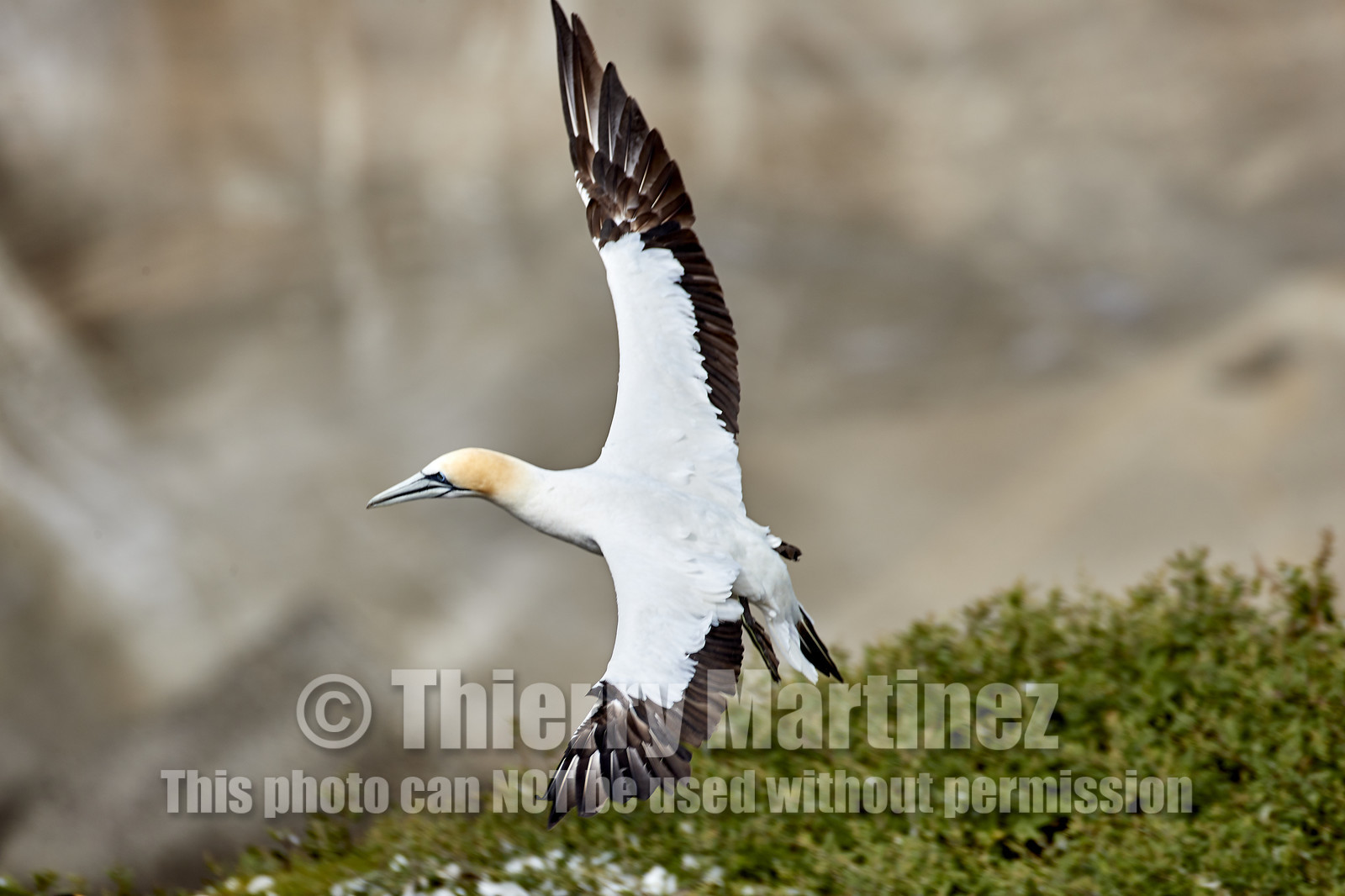 18_029082  ©ThMartinez Sea&Co.  MURIWAI BEACH - NORTH ISLAND. NEW ZEALAND . 11 March  2018. .Gannet ..