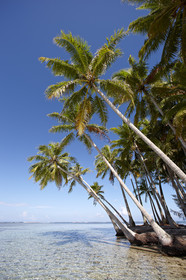 15_024859  ©ThMartinez Sea&Co.  RAIATEA - ILES SOUS LE VENT. POLYNESIE FRANCAISE .  2 Février 2015. ..MOTU dans le lagon de Raiatea.