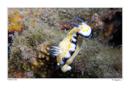 Photo disponible en tirage photo Fine Art,tirage original limités à 30 exemplaires.Chaque tirage est numéroté avec certificat d’authenticité signé.Pour choisir le format et support merci d'utiliser le caddie à coté de la photo.Formats disponibles : Tirage sur papier ( tirage seul) :  30x45 cm   40x60 cm  60x90 cm. Vous pouvez choisir le tirage avec un fond blanc ou noir , à votre convenance. Tirage sur papier contrecollé sur Dibond ( pas de bord blanc ou noir autour de l'image), avec système d'attache au dos:  30x45 cm   40x60 cm  50x75 cm  80x120cm.Tirage sur toile ( Canvas) monté sur chassis bois (pas de bord blanc ou noir autour de l'image), avec système d'attache au dos :  50x75 cm  80x120cm.Expédition ( Dans le monde entier): Colissimo (assurance) avec signature à réception. 48h pour la France métropolitaine.Il est possible de récupérer les tirages à La Galerie du Golfe (sans frais d'expèdition).Conditionnement tirages seuls: tube cylindrique renforcé + boite.