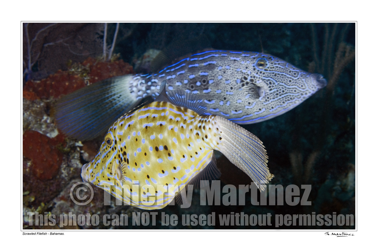 08_ Scrawled Filefish fond blanc-.jpg