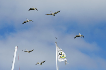 2015 McDougall + McConaghy Moth Worlds. Sorrento - VIC AUSTRALIA  . 6 16 January 2015. Organize by Sorrento Sailing Couta Boat Club.