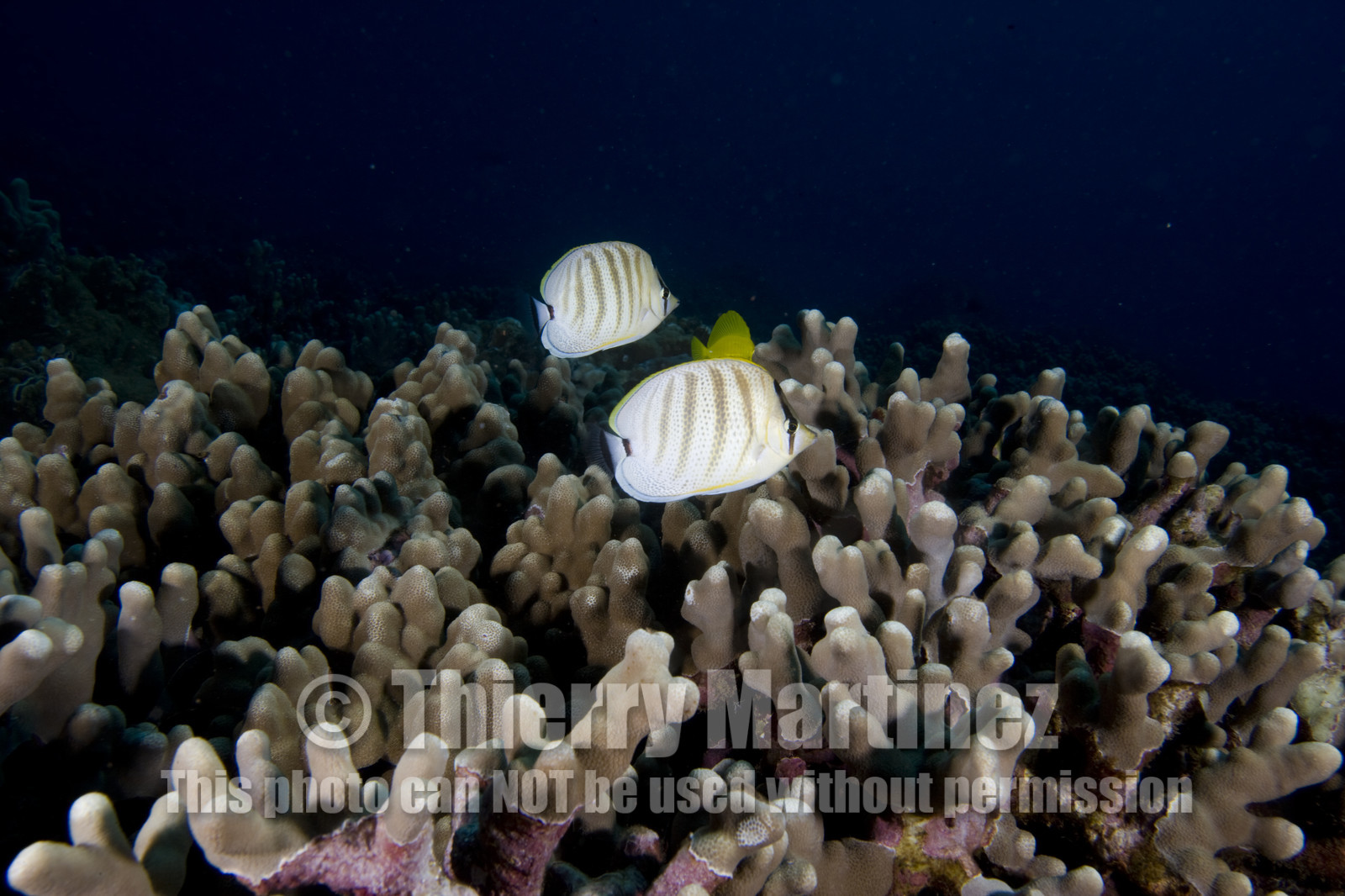 Diving in Maui - Hawaii.