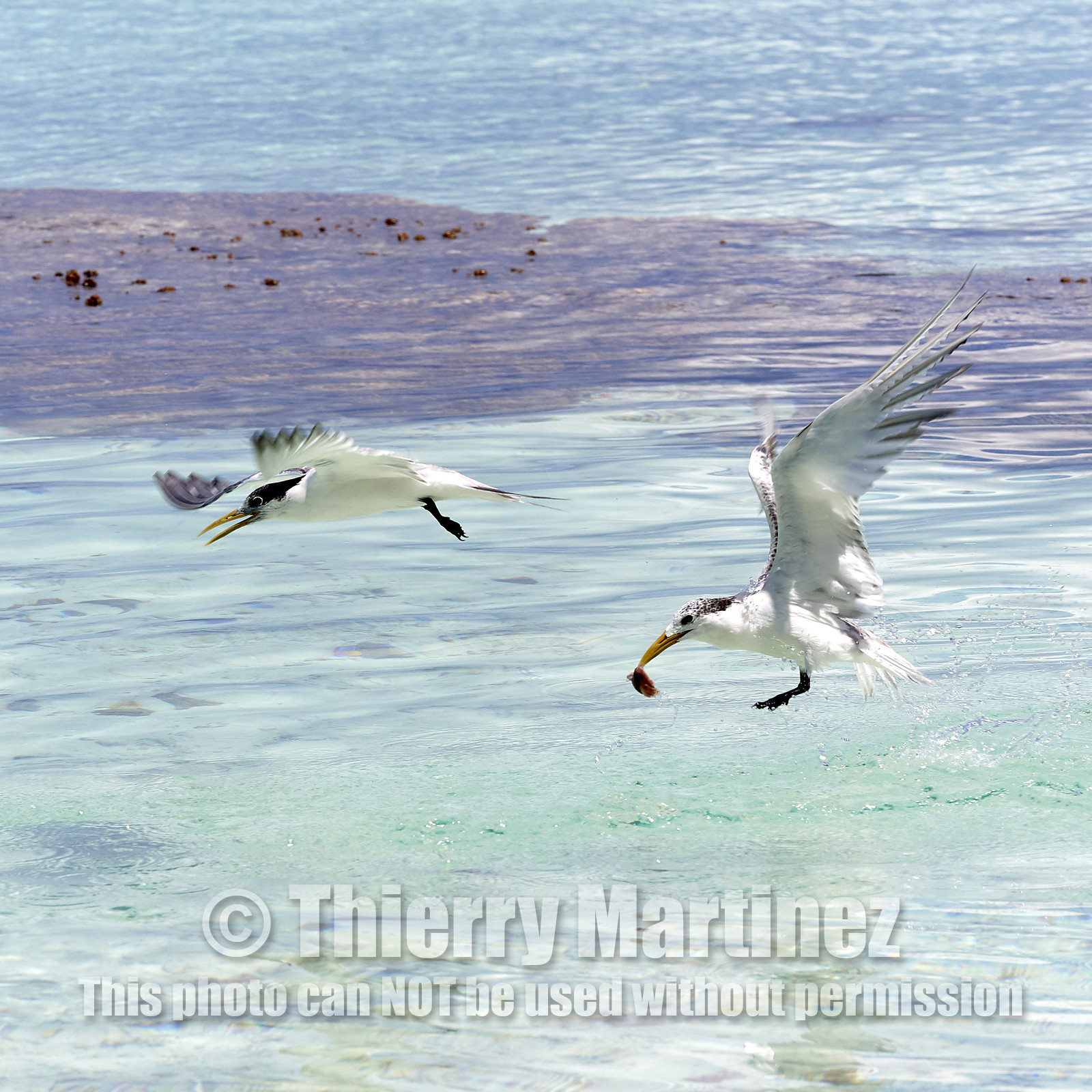 THM-18_040983_FAKARAVA