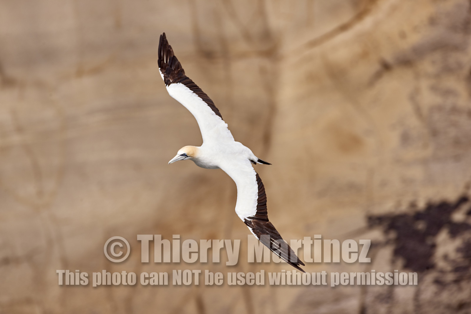 18_029305  ©ThMartinez Sea&Co.  MURIWAI BEACH - NORTH ISLAND. NEW ZEALAND . 11 March  2018. .Gannet ..