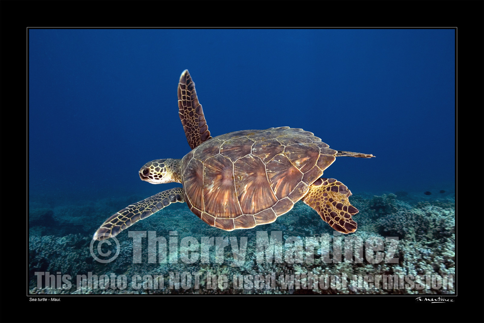 07_01909-tortue fond noir-.jpg