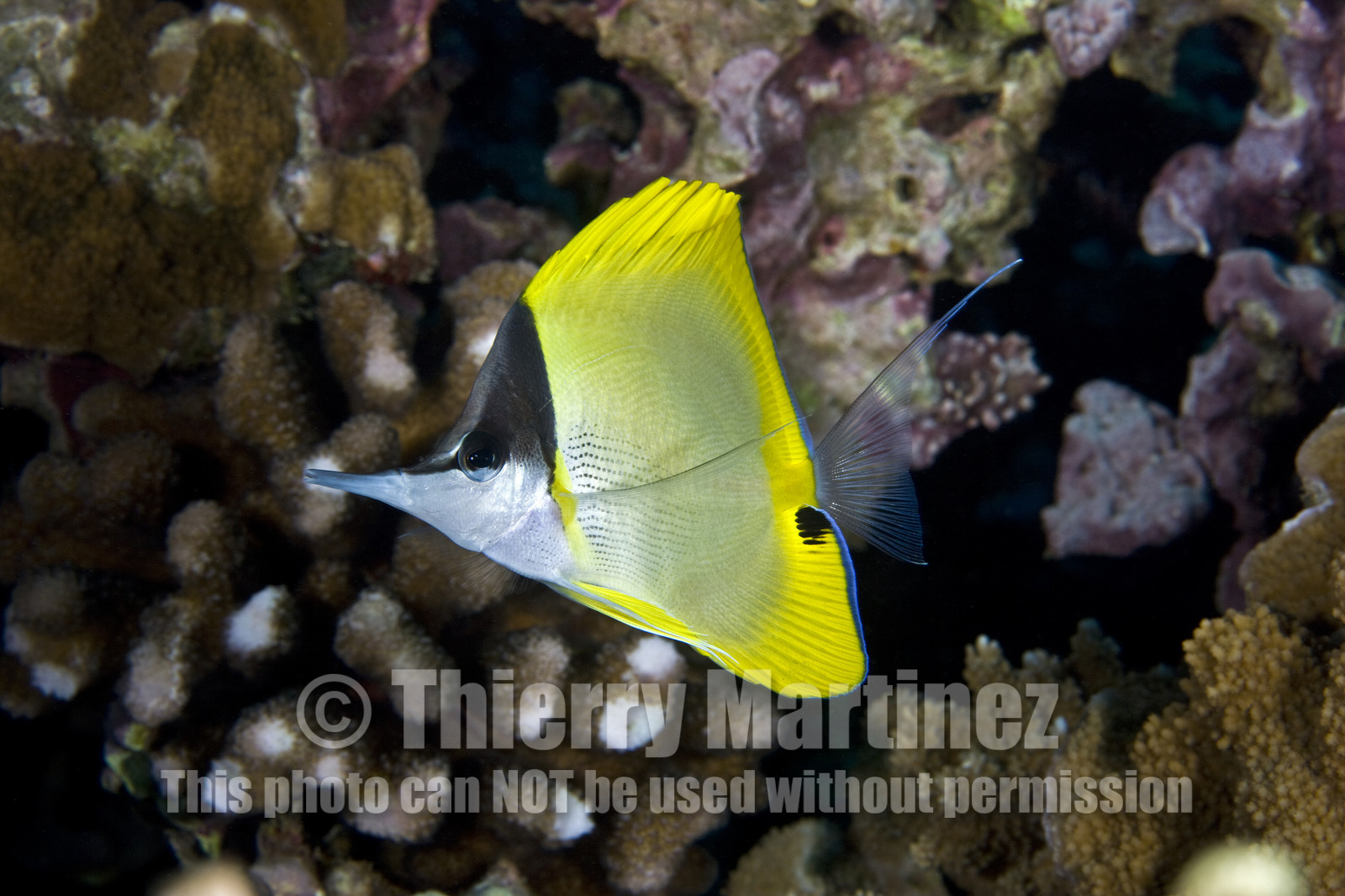 Diving in MAUI- Hawaii.