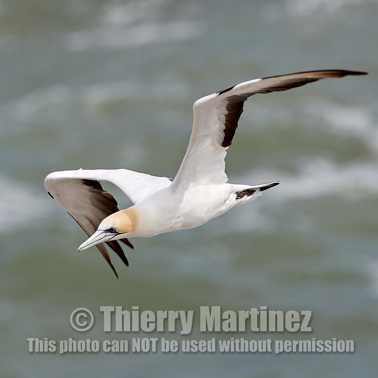 18_029140  ©ThMartinez Sea&Co.  MURIWAI BEACH - NORTH ISLAND. NEW ZEALAND . 11 March  2018. .Gannet ..