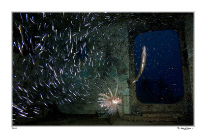 Photo disponible en tirage photo Fine Art,tirage original limités à 30 exemplaires.Chaque tirage est numéroté avec certificat d’authenticité signé.Pour choisir le format et support merci d'utiliser le caddie à coté de la photo.Formats disponibles : Tirage sur papier ( tirage seul) :  30x45 cm   40x60 cm  60x90 cm. Vous pouvez choisir le tirage avec un fond blanc ou noir , à votre convenance. Tirage sur papier contrecollé sur Dibond ( pas de bord blanc ou noir autour de l'image), avec système d'attache au dos:  30x45 cm   40x60 cm  50x75 cm  80x120cm.Tirage sur toile ( Canvas) monté sur chassis bois (pas de bord blanc ou noir autour de l'image), avec système d'attache au dos :  50x75 cm  80x120cm.Expédition ( Dans le monde entier): Colissimo (assurance) avec signature à réception. 48h pour la France métropolitaine.Il est possible de récupérer les tirages à La Galerie du Golfe (sans frais d'expèdition).Conditionnement tirages seuls: tube cylindrique renforcé + boite.