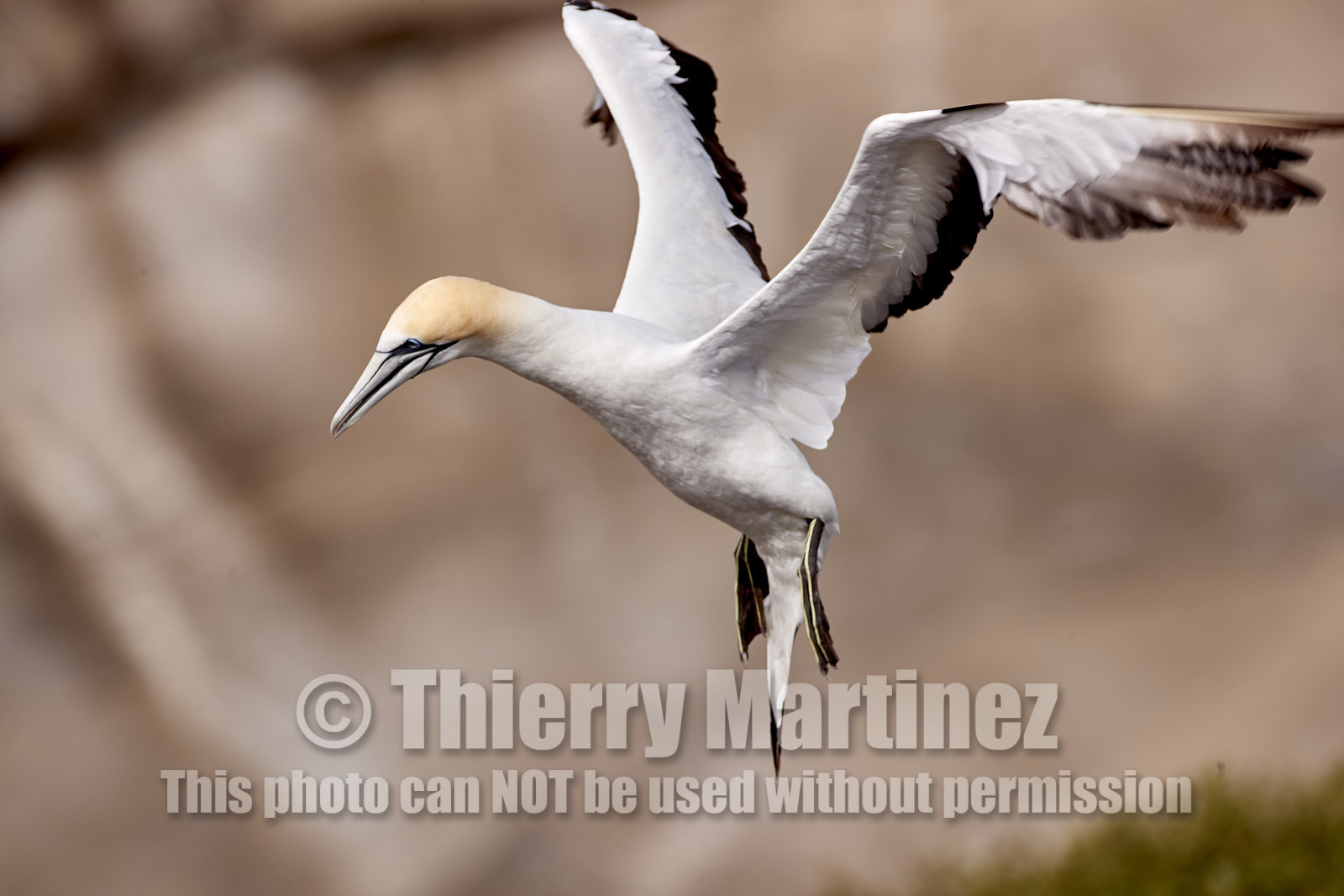 18_029324  ©ThMartinez Sea&Co.  MURIWAI BEACH - NORTH ISLAND. NEW ZEALAND . 11 March  2018. .Gannet ..