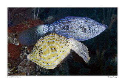 08_ Scrawled Filefish fond blanc-.jpg